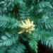 Winged Sumac